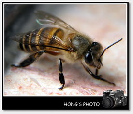 蜜蜂仔是富二代吗?