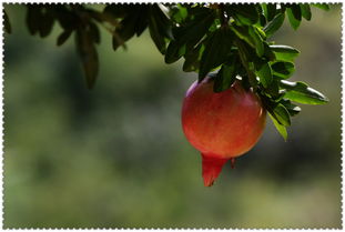 硕果的意思,硕果的拼音