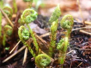 猴腿（东北长白山的一种野菜）做菜要怎么做