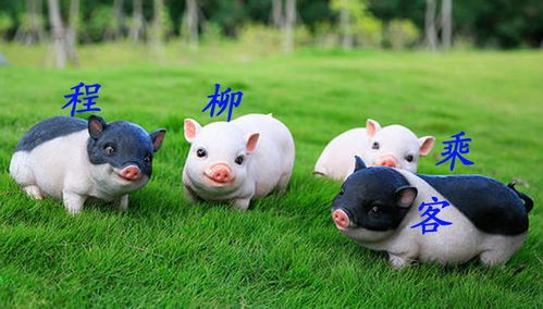 花小猪司机端注册，花小猪司机端注册申请条件