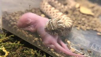 英语snake中文是什么意思？？