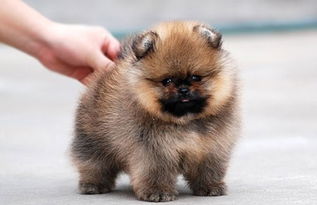 宠物狗种类介绍,13种常见的宠物狗