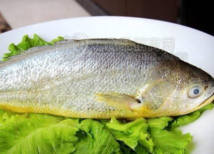 现黄花鱼的价格