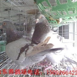 养鸽子能挣钱吗