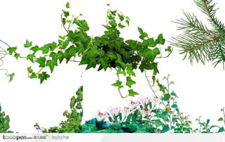 四季常青藤蔓植物有哪些