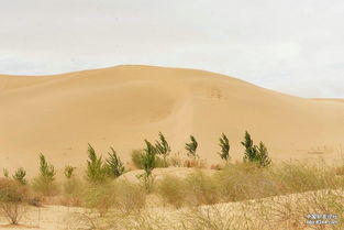 沙丘的意思是什么