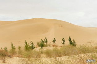 沙丘的意思是什么