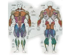 中国人体科学杂志,