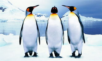 企鹅媒体平台是不是qq公众平台