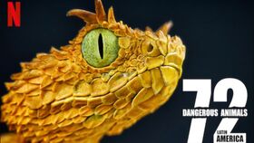 鸡头稳定器,鸡头稳定系统