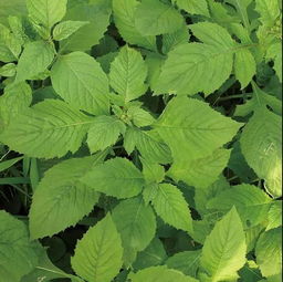 野菜有哪些，野菜图片大全及名字，野菜都有哪些品种