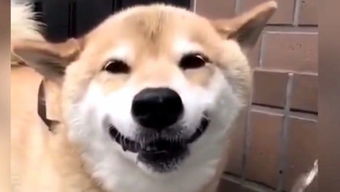 柴犬笑是真的高兴吗