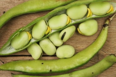 bean是什么意思英语