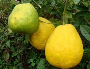 香椽又叫什么？