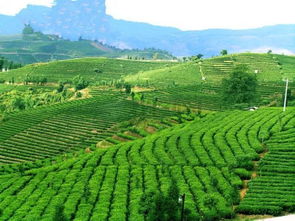 亩和平方米的换算计算器,公顷和亩和平方米的换算