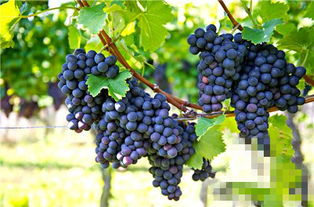 日本最贵的天价葡萄，一串可以买到多少钱