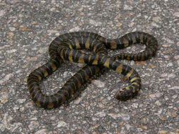 snake是什么意思