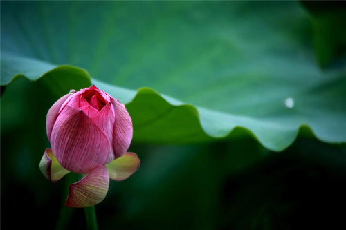 夏至是什么意思