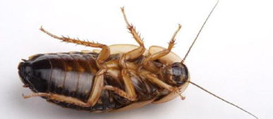 小苏打灭蟑螂最有效的方法,驱除蟑螂的几个家常方法