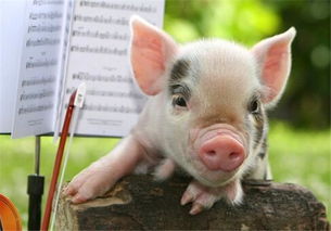 梦见被猪追着咬是什么意思