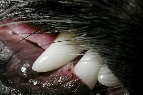 梦到吐牙齿一吐一大把