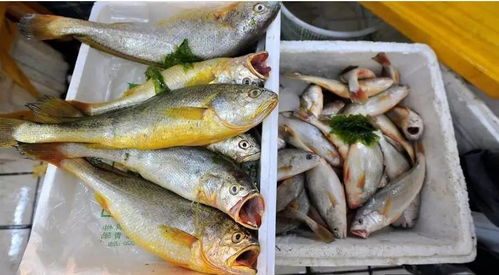 请问现在小黄花鱼多少钱一斤