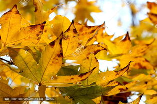 梧桐树保险靠谱吗？