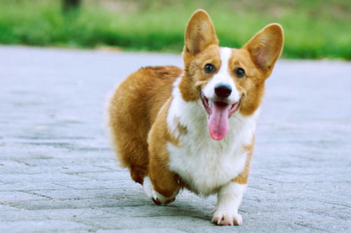 有人在骂人时用“白眼狼”形容一个人，我想问一下“白