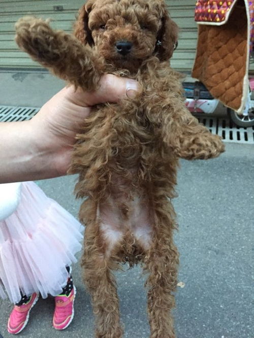 小狗拉稀呕吐什么原因