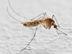 梦到蚊子预示什么意思