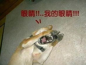 什么动物最没有方向感？