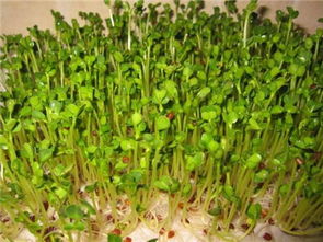 牙苗菜的种植方法及图片视频