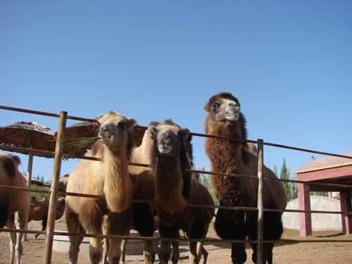 野生动物有什么