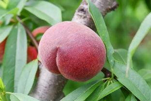 梦到桃子挂满枝头还没熟，梦到桃子挂满枝头周公解梦