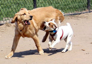 梦到被一群狗追着咬,是咋回事