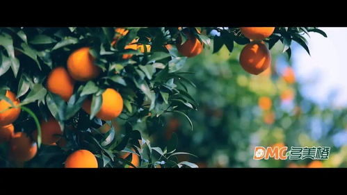 求美橙互联备案已通过的幕布图片一张，我好直接把