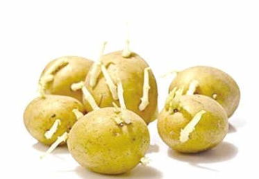 发芽的土豆能吃吗削掉可以吃吗