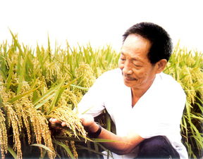 袁隆平的贡献是什么200字