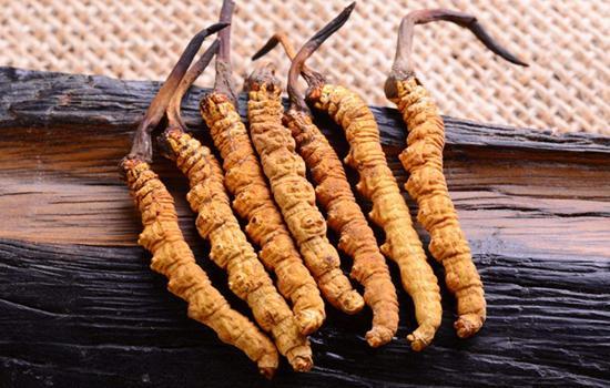 冬虫夏草吃法禁忌,冬虫夏草吃法及用量是多少