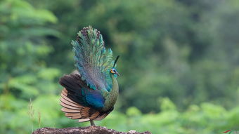 如何购买捕鸟网？