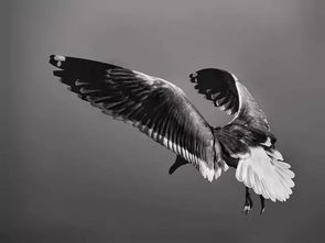 羽翼丰满了是什么意思