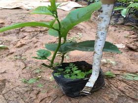 百香果种植技术