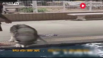 虫族裸双狗池接三矿 详细点，几d二矿几d狗池什么怎