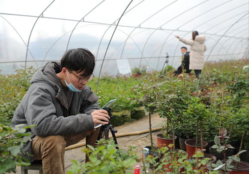 赞美我的家乡花乡沭阳的作文有哪些