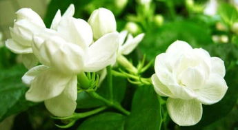 茉莉花论坛的历史回顾