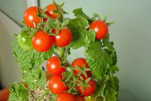 盆栽西红柿为什么只开花不结果