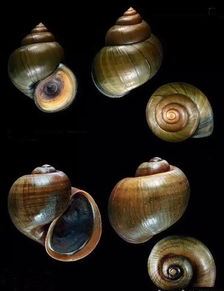 福寿螺和田螺的区别哪一个好吃,福寿螺和田螺的区别