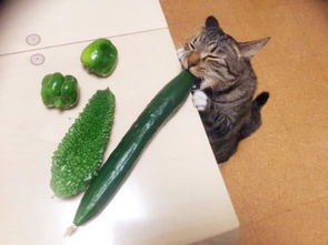 猫为什么怕黄瓜