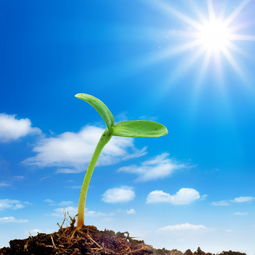 生命阳光这个名字的含义