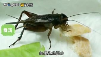 蟋蟀吃什么？
